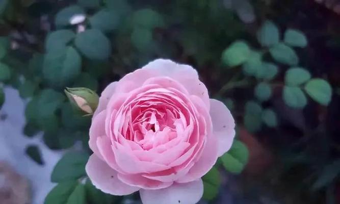 探讨月季春化的意义与方法（了解月季春化的关键步骤和技巧）