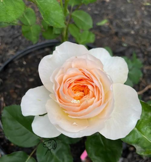 探讨月季春化的意义与方法(了解月季春化的关键步骤和技巧) 探讨月季春化的意义与方法(了解月季春化的关键步骤和技巧)