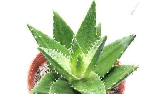 芦荟花的花语解读与意义（揭开芦荟花的神秘面纱）