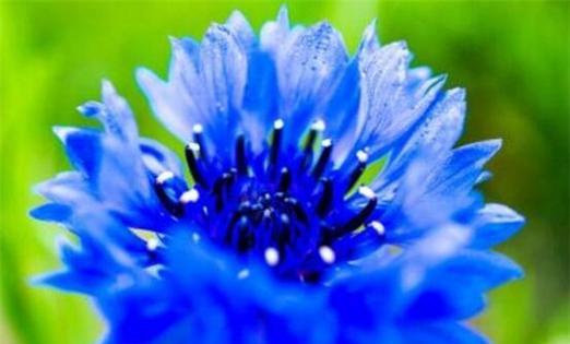 蓝色矢车菊的花语和寓意（探索蓝色矢车菊的美丽与意义）