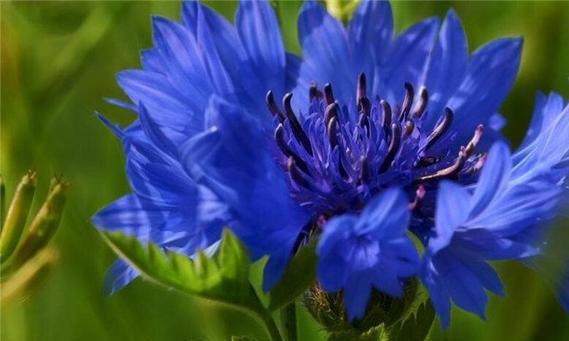 蓝色矢车菊的花语和寓意（探索蓝色矢车菊的美丽与意义）
