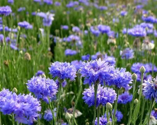 蓝色矢车菊的花语和寓意（探索蓝色矢车菊的美丽与意义）