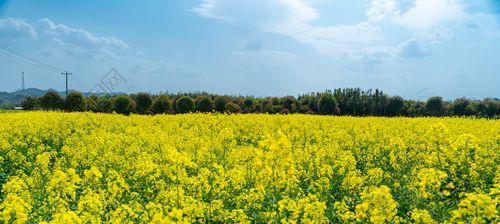 油菜属于什么植物类型?油菜的分类和特点是什么?