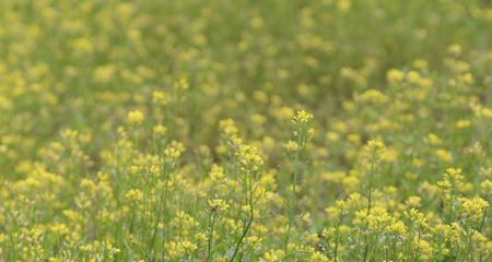 油菜属于什么植物类型？油菜的分类和特点是什么？
