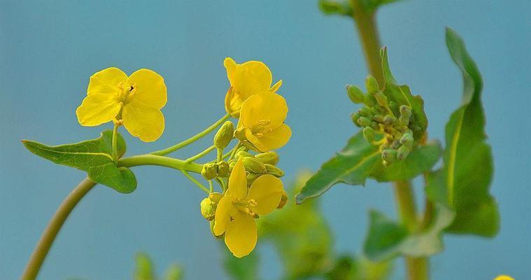 油菜属于什么植物类型？油菜的分类和特点是什么？