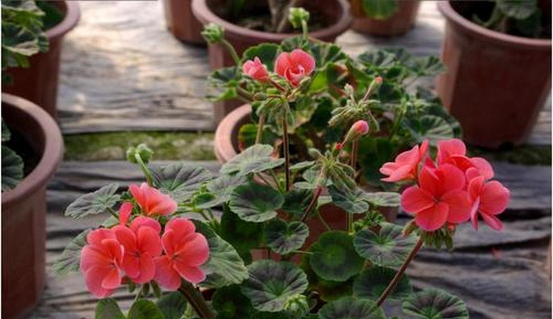 天竺葵花语（追寻真爱）