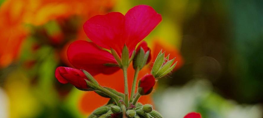 天竺葵花语（追寻真爱）
