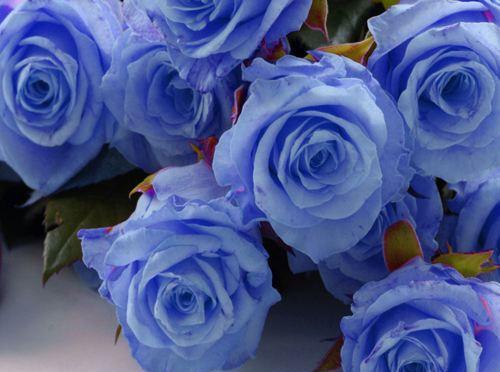 九朵蓝色妖姬的花语（揭秘九朵蓝色妖姬的隐藏花语之谜）