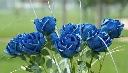 九朵蓝色妖姬的花语（揭秘九朵蓝色妖姬的隐藏花语之谜）