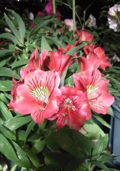 以花语代表友情的美好（探寻友情的花朵语言）