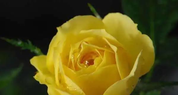 以花语代表友情的美好（探寻友情的花朵语言）