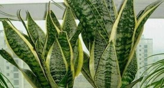 虎皮兰开花的风水寓意（探寻虎皮兰开花的奥秘）