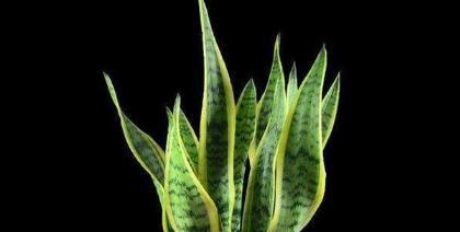 虎皮兰开花的风水寓意（探寻虎皮兰开花的奥秘）