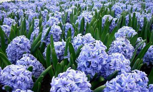 解读“以风信子夹箭”的寓意（揭秘古代典故背后的智慧）