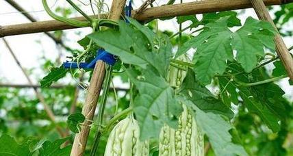 苦瓜种植的最佳时间是什么时候？有哪些高效种植方法？