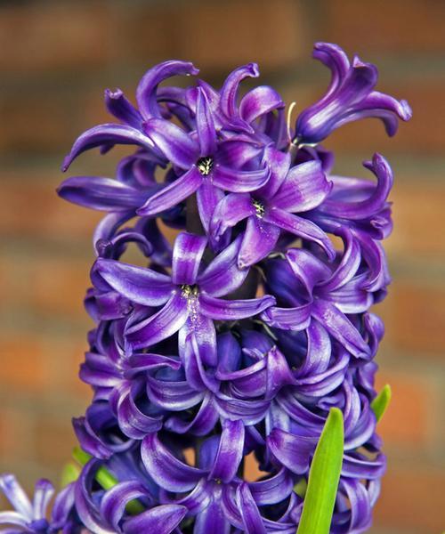 解读“以风信子夹箭”的寓意（揭秘古代典故背后的智慧）