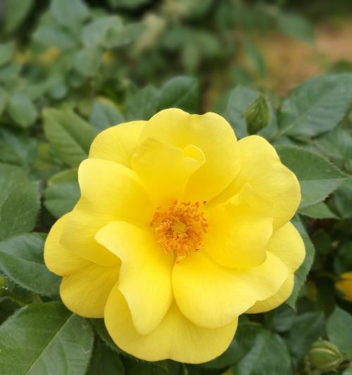 白月季花语与美好的祝愿（白月季花语传递温馨的情感与祝福）