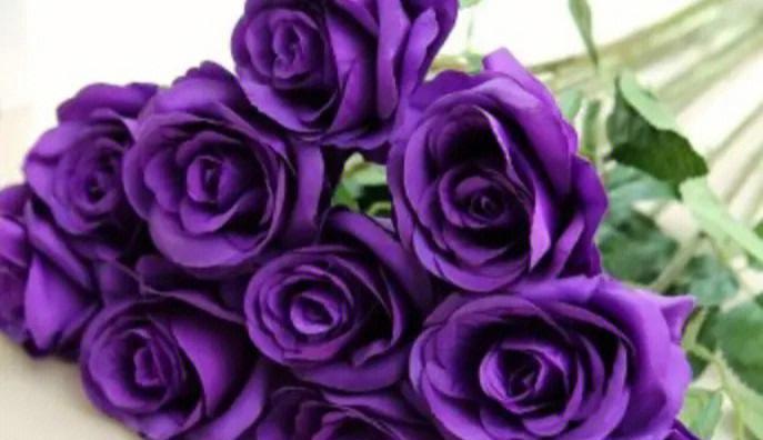 玫瑰花的花语及其意义（探寻玫瑰花背后的隐含信息）