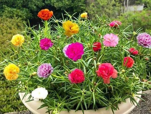 万寿菊浇水频率是多少？如何正确浇水？