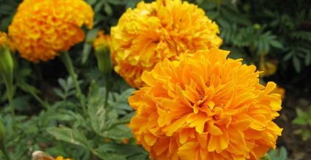 万寿菊浇水频率是多少？如何正确浇水？