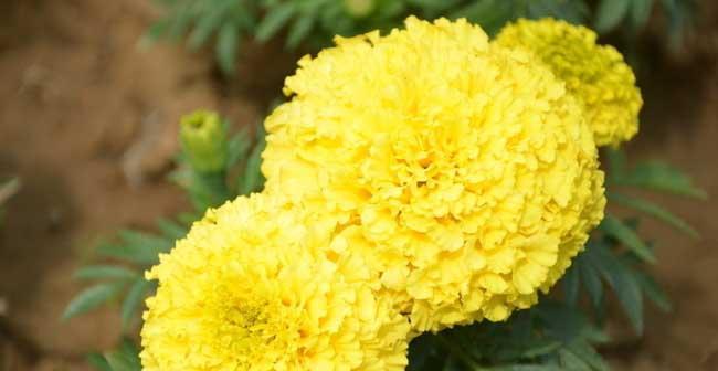 万寿菊浇水频率是多少？如何正确浇水？