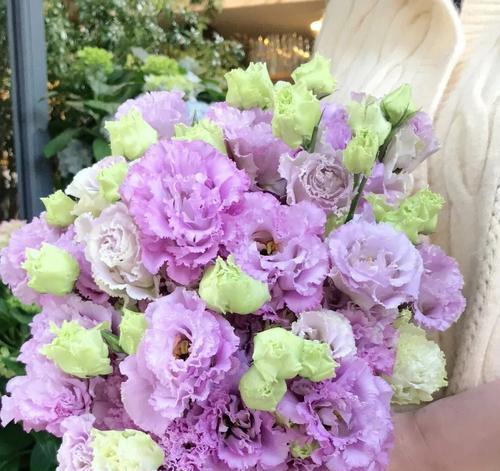 紫色桔梗花的花语与寓意（揭开紫色桔梗花的神秘面纱）