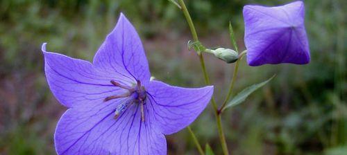 紫色桔梗花的花语与寓意（揭开紫色桔梗花的神秘面纱）