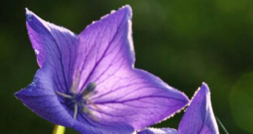 紫色桔梗花的花语与寓意（揭开紫色桔梗花的神秘面纱）