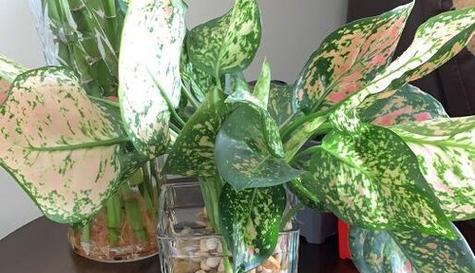 菠菜种植的光照需求是什么？喜阳还是喜阴？