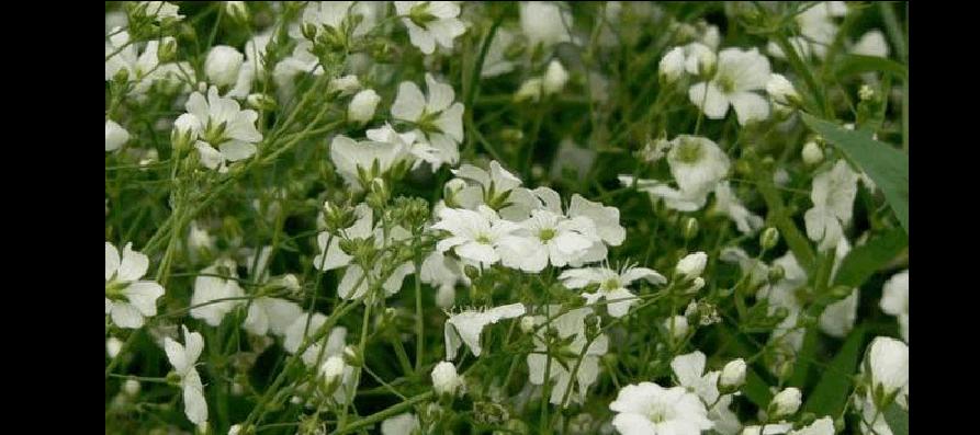 绿色满天星花语（美丽的满天星）