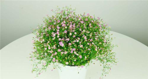 绿色满天星花语（美丽的满天星）