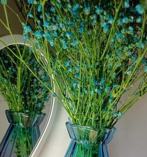 绿色满天星花语（美丽的满天星）