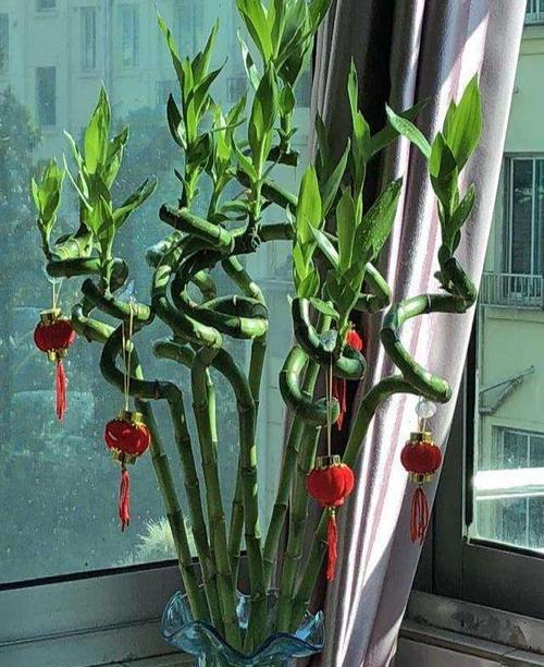 富贵竹开花的寓意与预示（揭示富贵竹开花的神秘面纱）