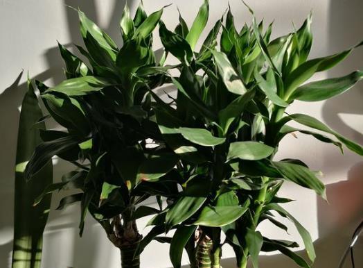 富贵竹开花的寓意与预示（揭示富贵竹开花的神秘面纱）