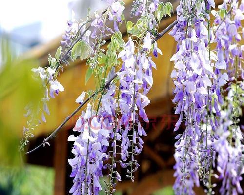 紫藤花的寓意与意义（美丽如紫藤）