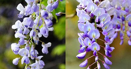 紫藤花的寓意与意义（美丽如紫藤）