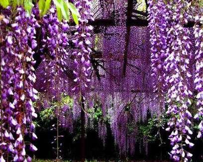 紫藤花的寓意与意义（美丽如紫藤）