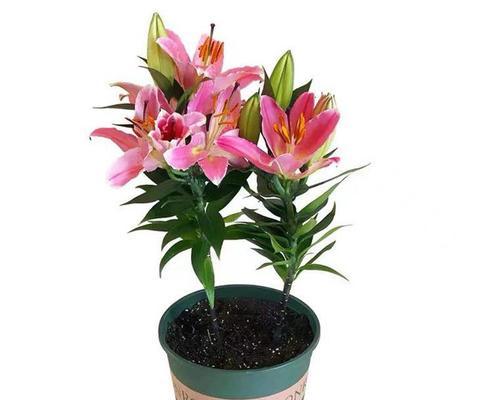 香水百合四季都能开花吗?如何确保全年开花?