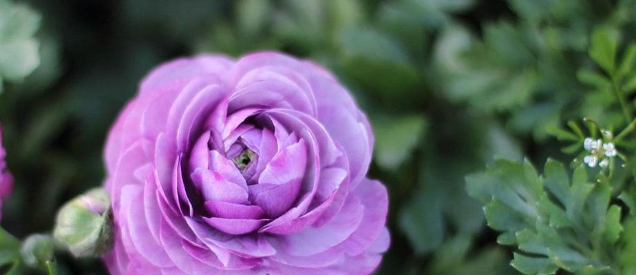 紫色玫瑰的意义与象征（探究紫色玫瑰代表的深刻寓意）