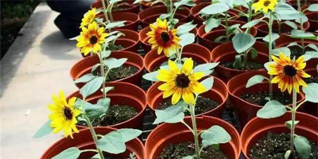 矮向日葵一盆种几株最适宜？种植密度如何控制？