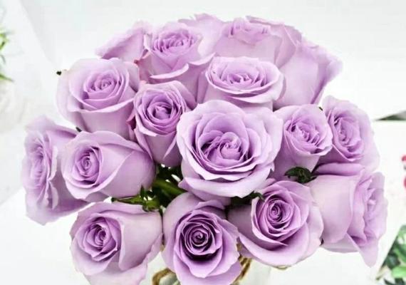 紫色玫瑰的意义与象征（探究紫色玫瑰代表的深刻寓意）