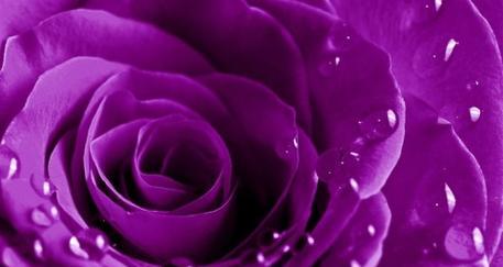 紫色玫瑰的意义与象征（探究紫色玫瑰代表的深刻寓意）