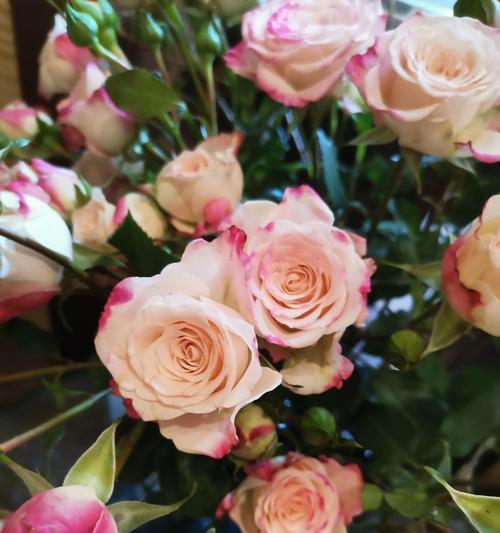 11朵粉色玫瑰的花语（爱的绽放与温柔）