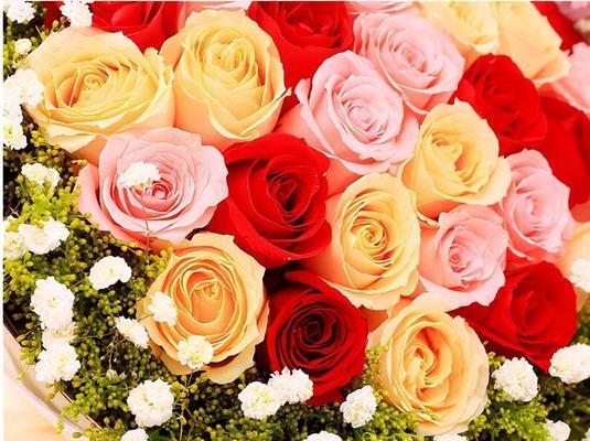 11朵粉色玫瑰的花语（爱的绽放与温柔）