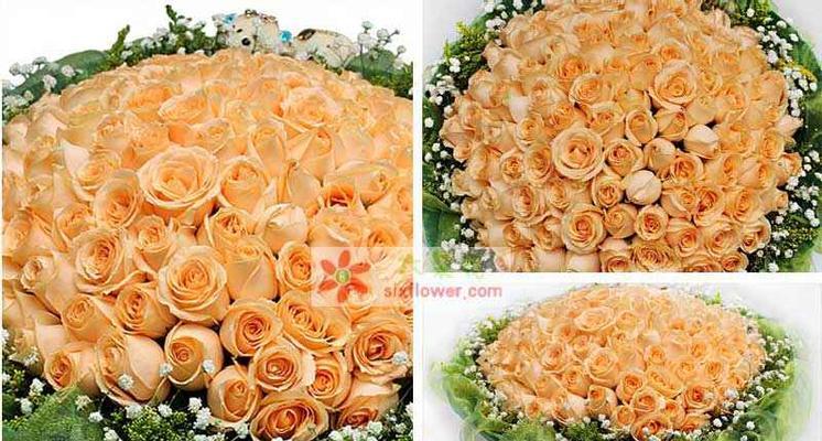 香槟玫瑰花语代表什么（解读香槟玫瑰的花语与象征意义）