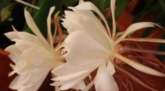 昙花花语的深意与启示（探寻昙花的花语之美）