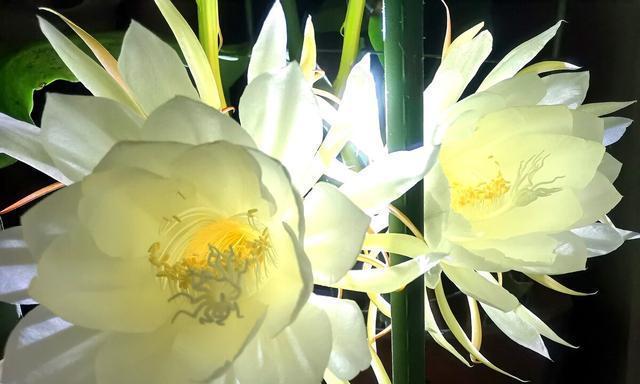 昙花花语的深意与启示（探寻昙花的花语之美）