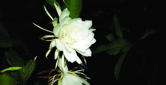 昙花花语的深意与启示（探寻昙花的花语之美）