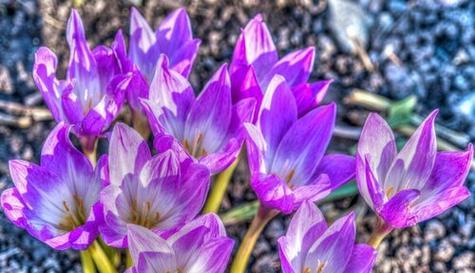 青春活力花语（探寻花语中青春活力的秘密）