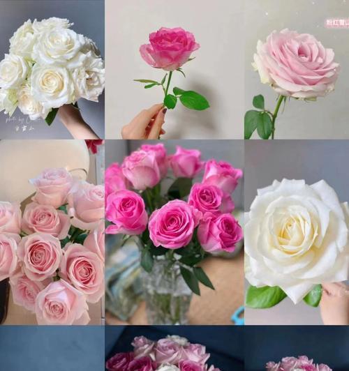 糖果雪山玫瑰（一朵糖果般的花）